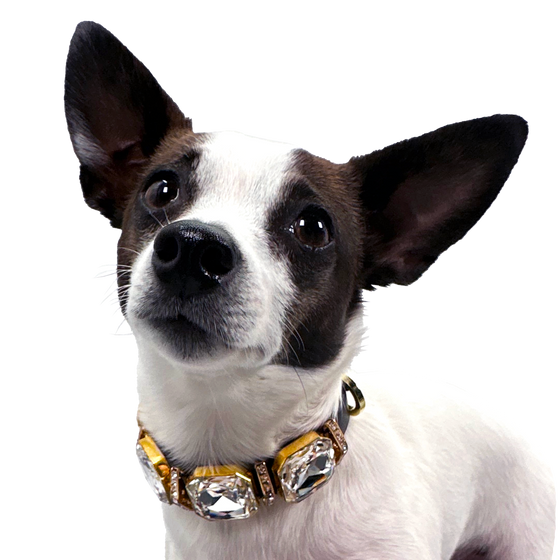 Best Dog Collars For Pups